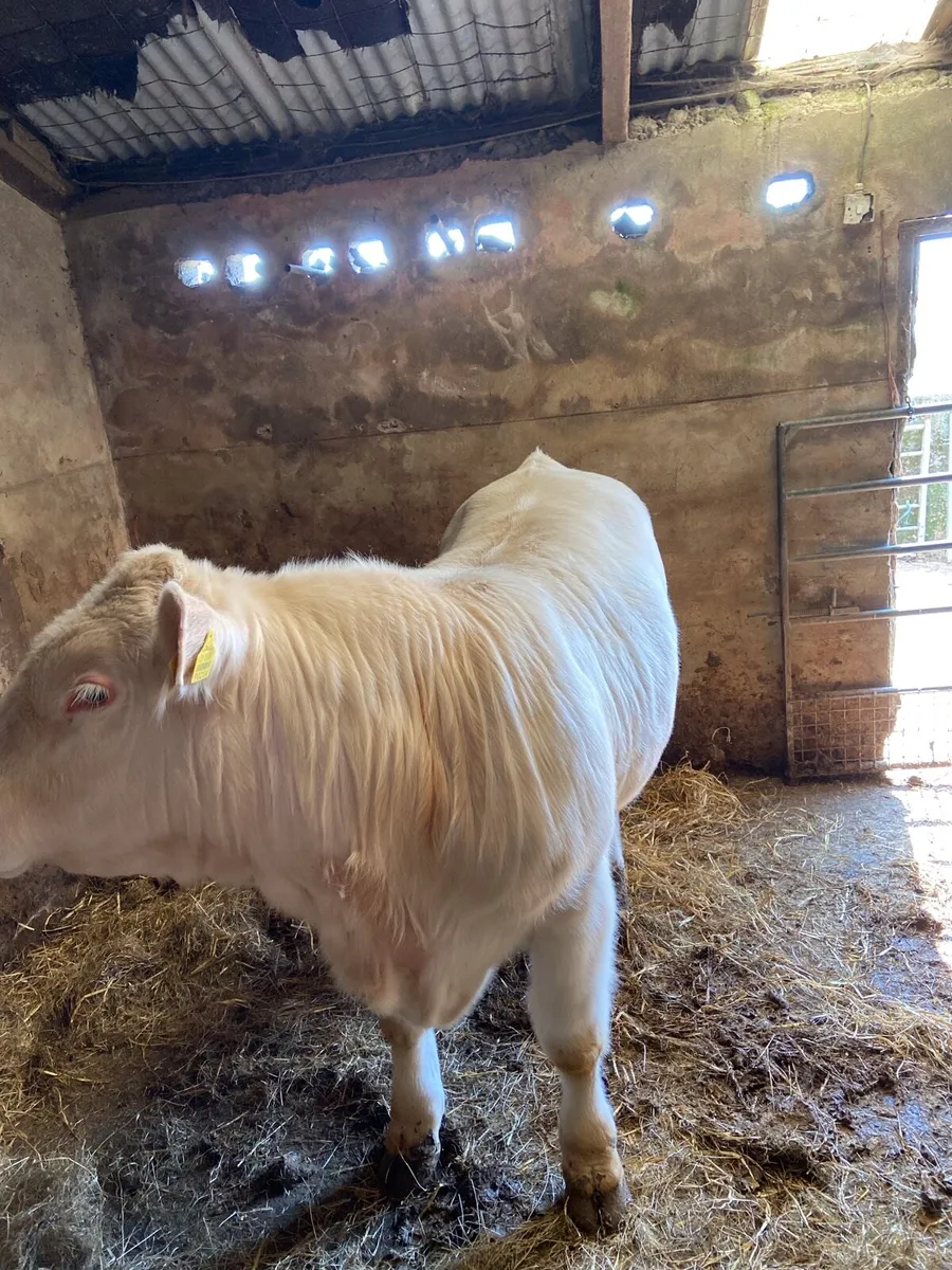 Pedigree Non Registered Charolais Bull - Image 3