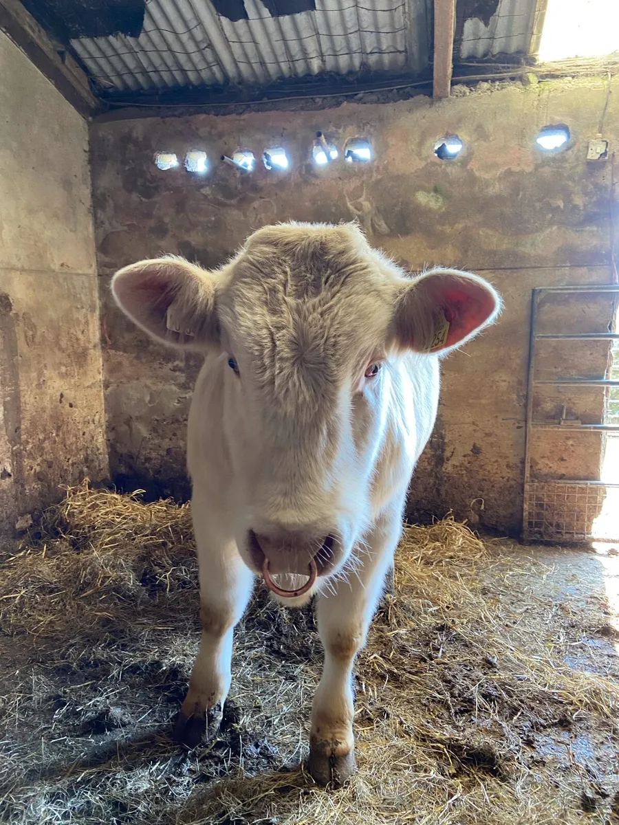 Pedigree Non Registered Charolais Bull - Image 4