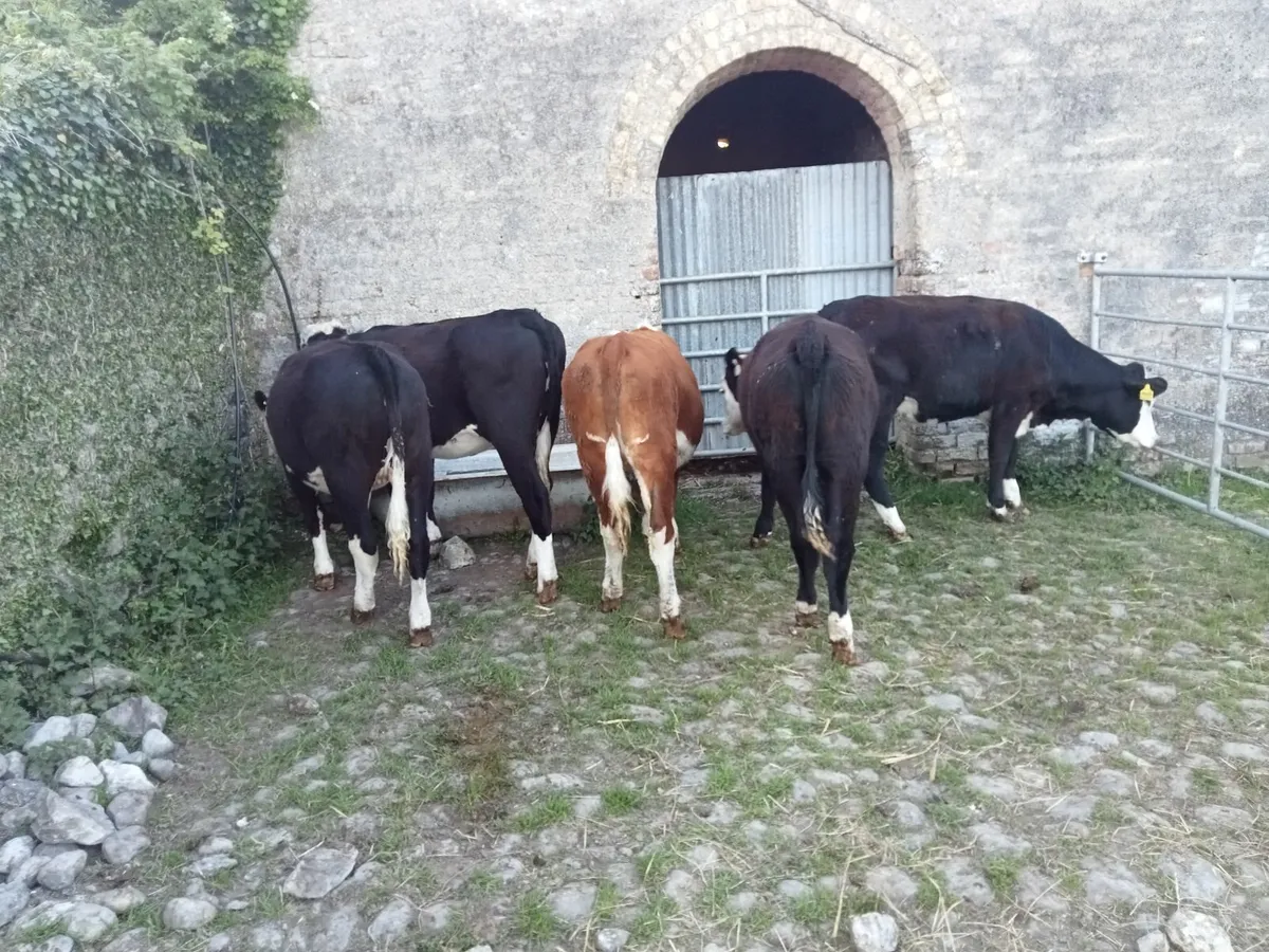Hereford Heifers - Image 1