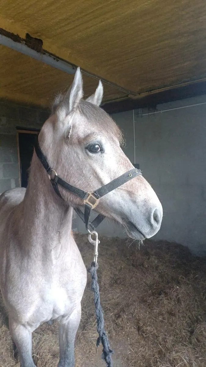Connemara colt - Image 1