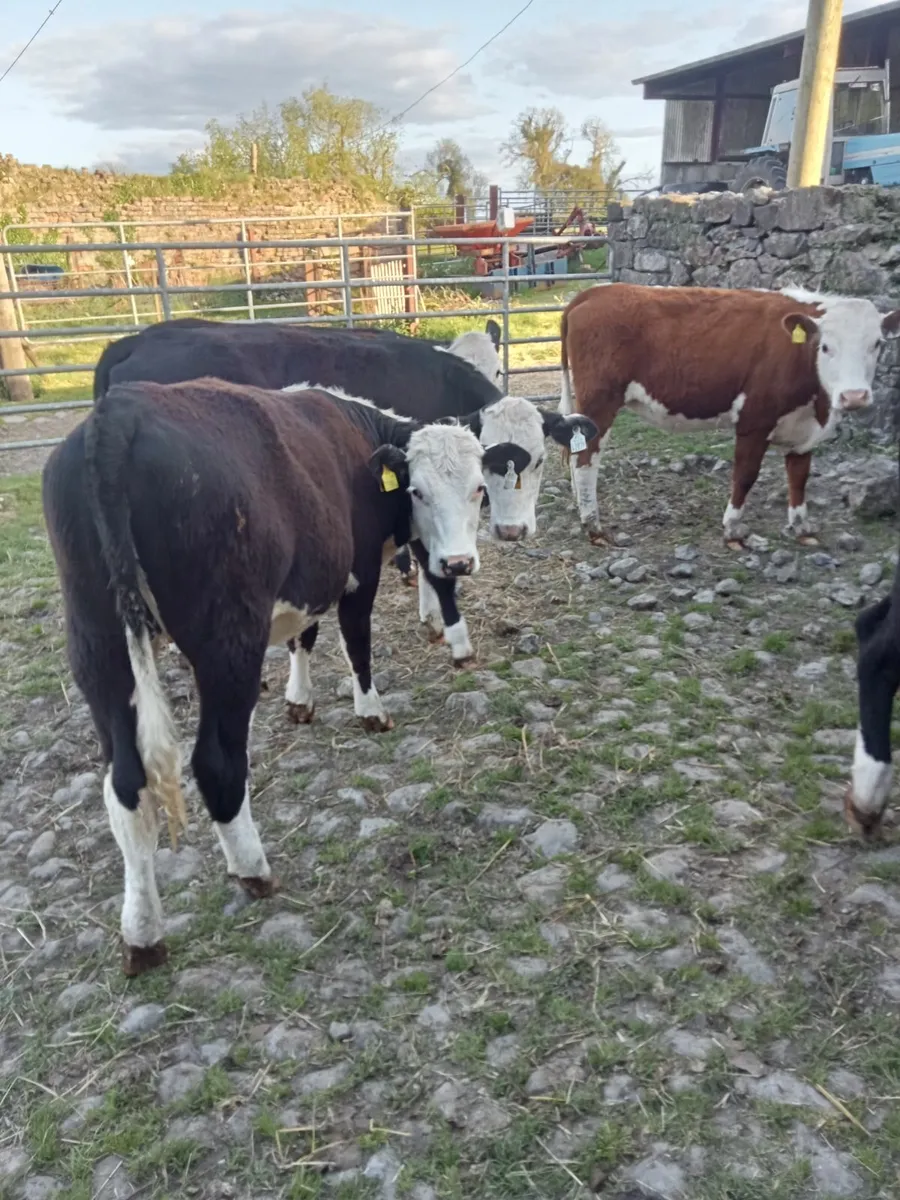 Hereford Heifers - Image 2