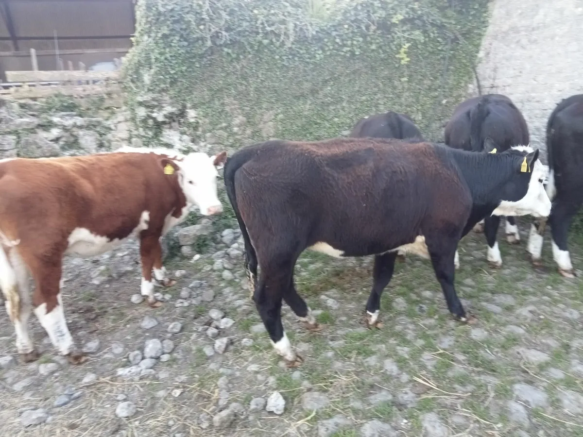 Hereford Heifers - Image 3