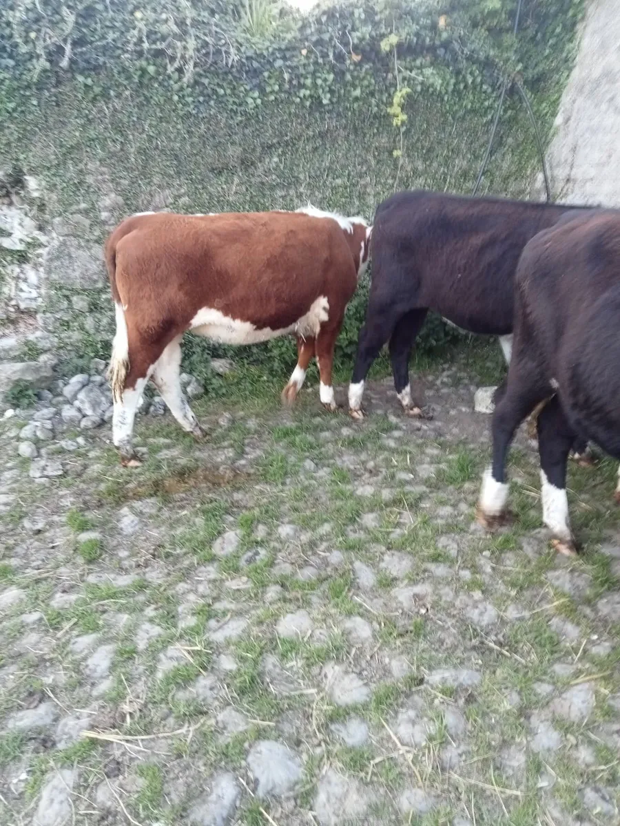 Hereford Heifers - Image 4
