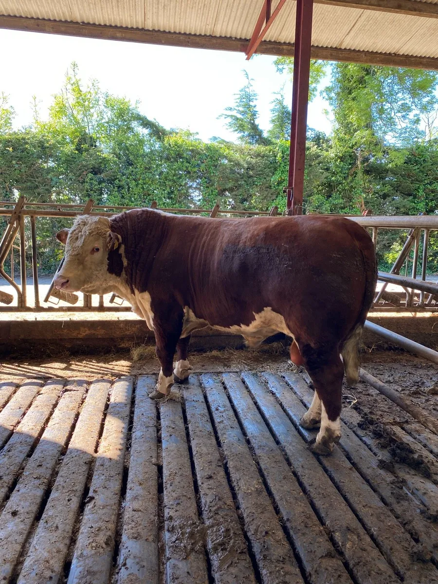 PB Hereford bull - Image 1