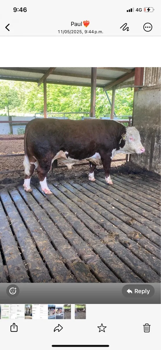 PB Hereford bull - Image 2