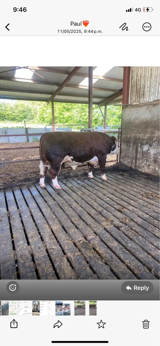 PB Hereford bull - Image 3