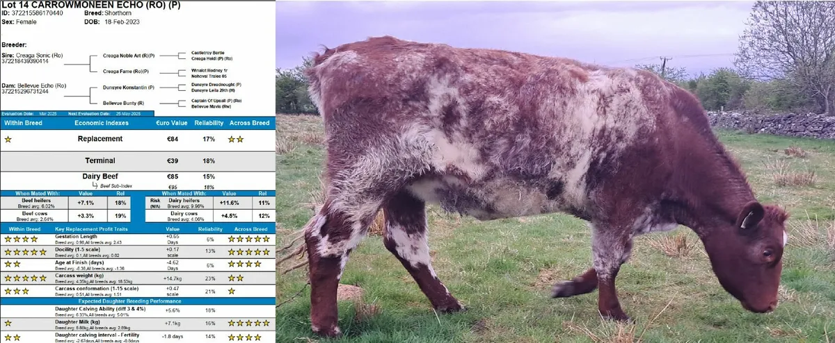 Selection of Purebred Registered Shorthorn Heifers - Image 2