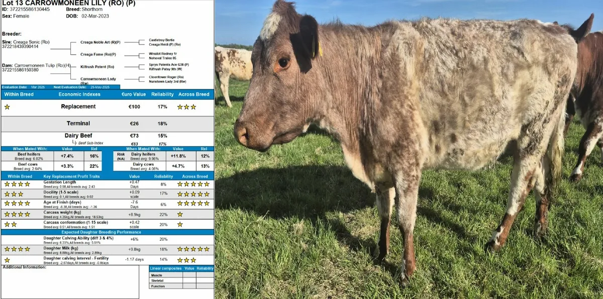 Selection of Purebred Registered Shorthorn Heifers - Image 4