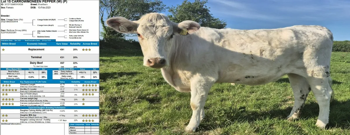 Selection of Purebred Registered Shorthorn Heifers - Image 3