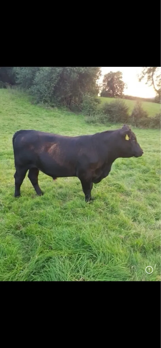 Pedigree Aberdeen Angus bull - Image 1