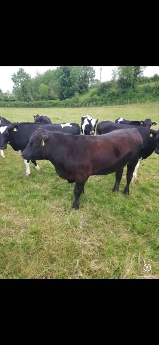 Pedigree Aberdeen Angus bull - Image 2