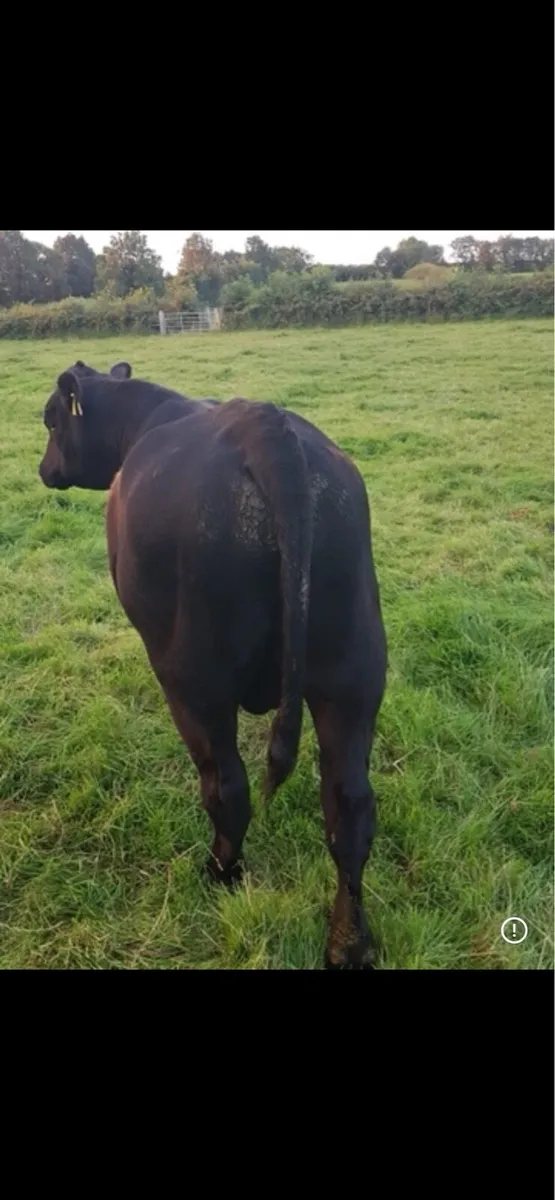 Pedigree Aberdeen Angus bull - Image 3