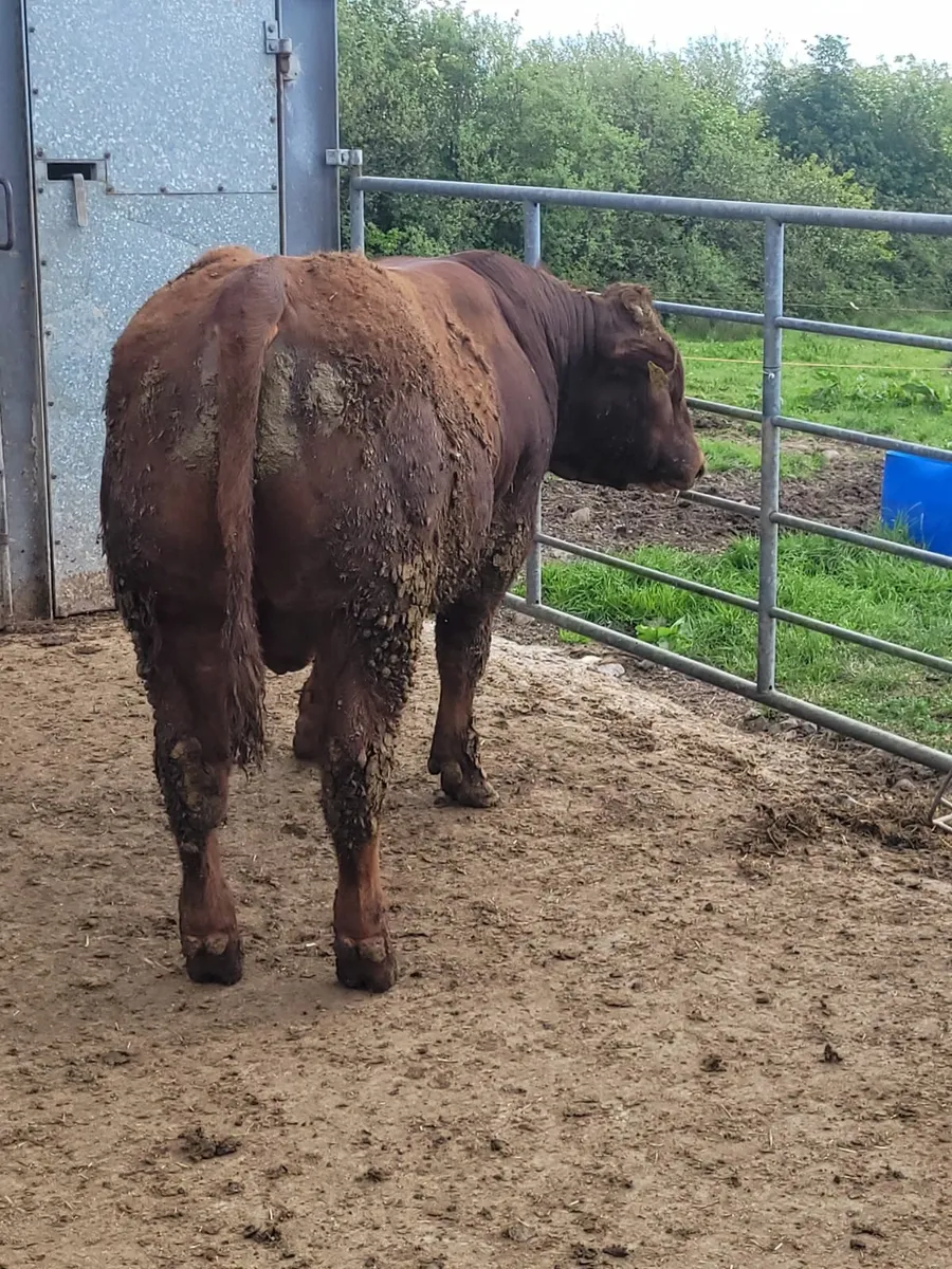 Bull - Image 2