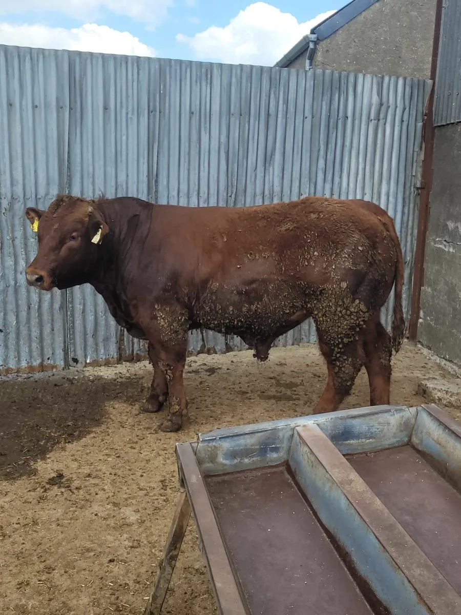 Bull - Image 3