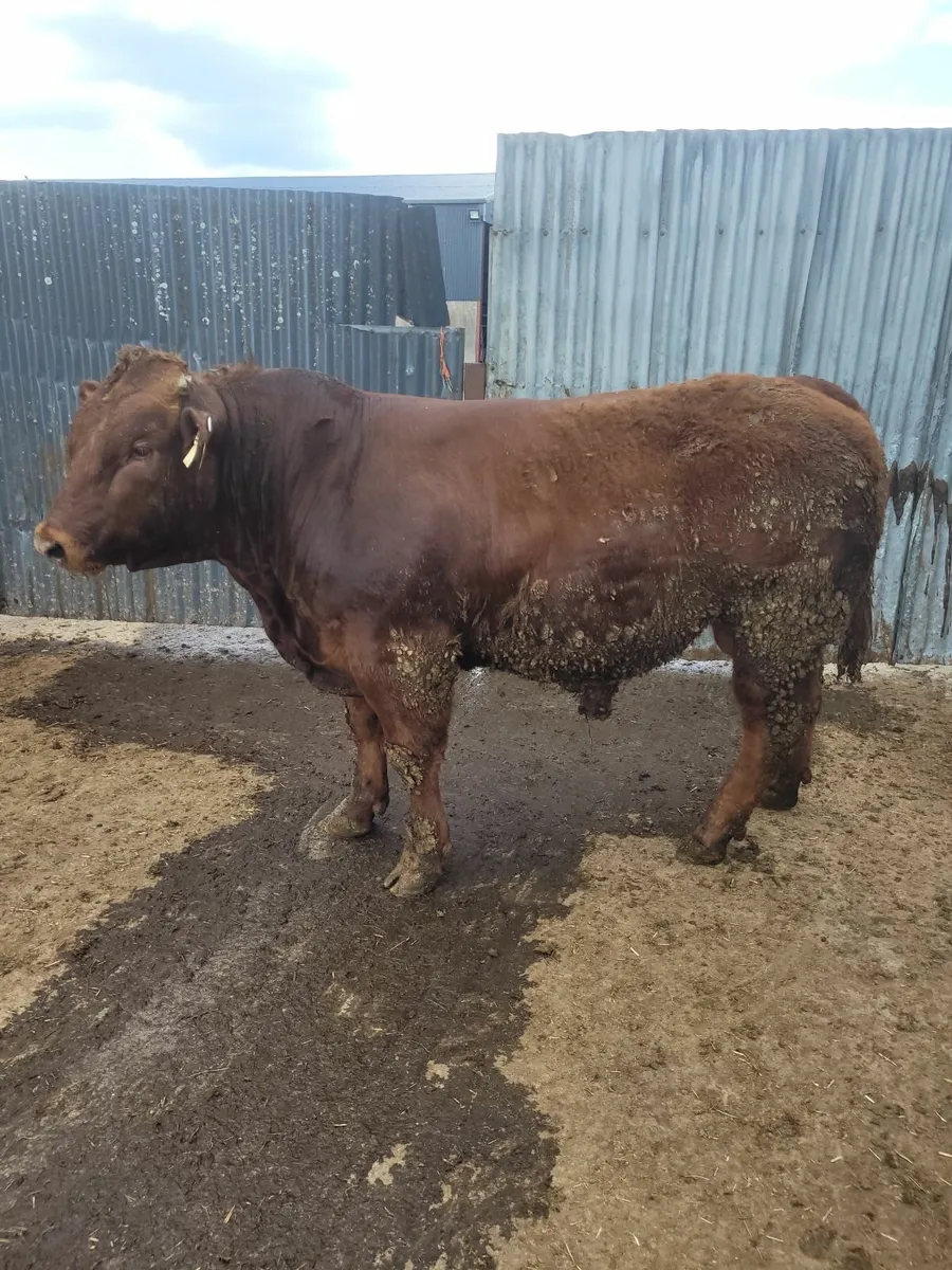 Bull - Image 4