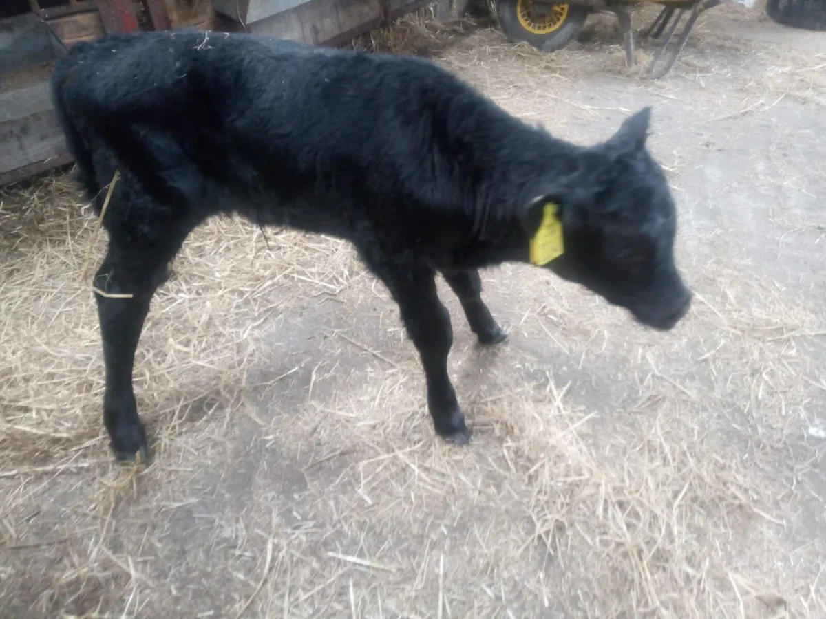 Limousin heifer calf for sale - Image 1
