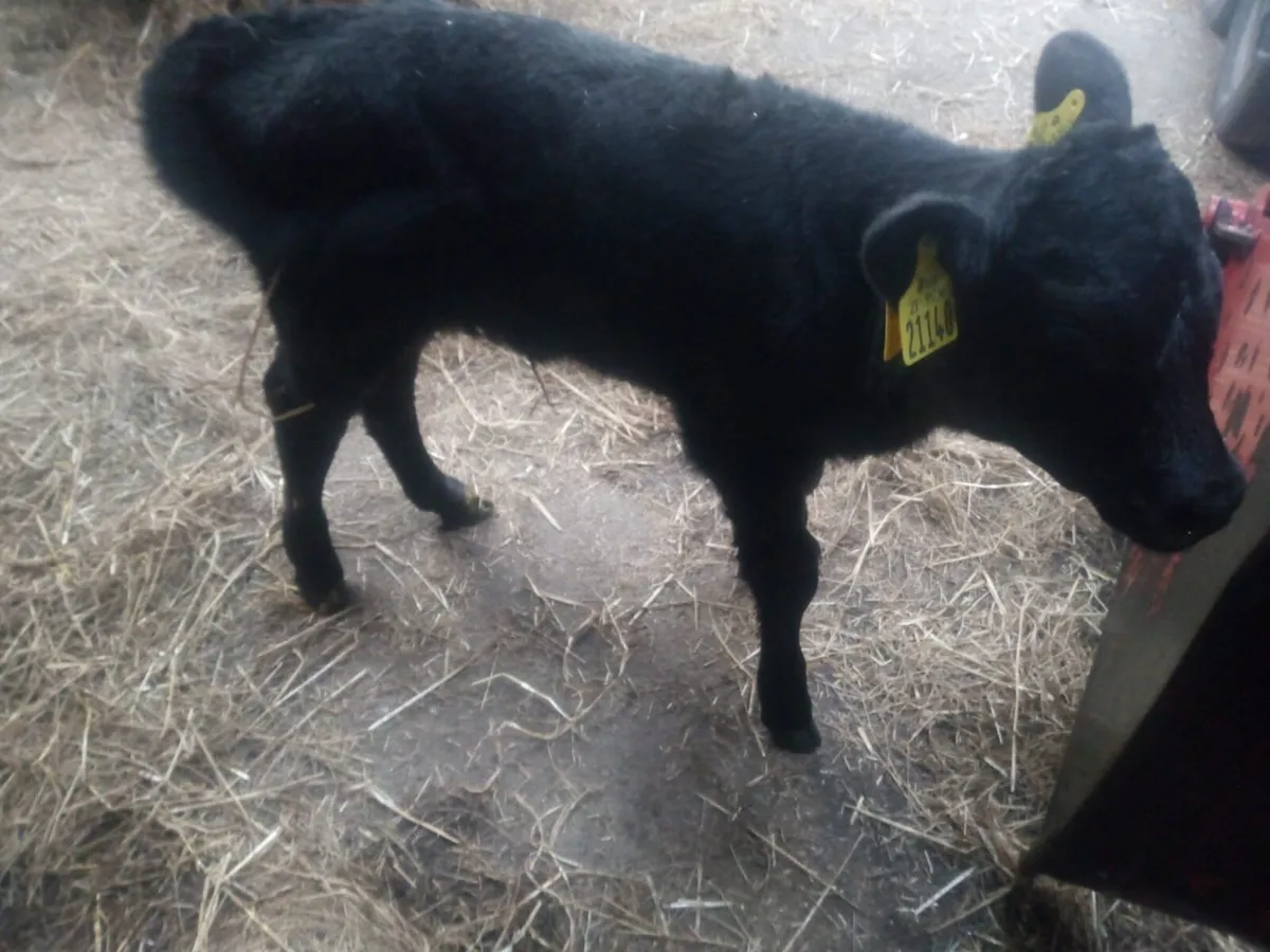 Limousin heifer calf for sale - Image 2