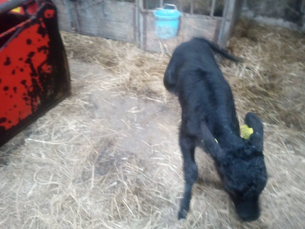 Limousin heifer calf for sale - Image 3