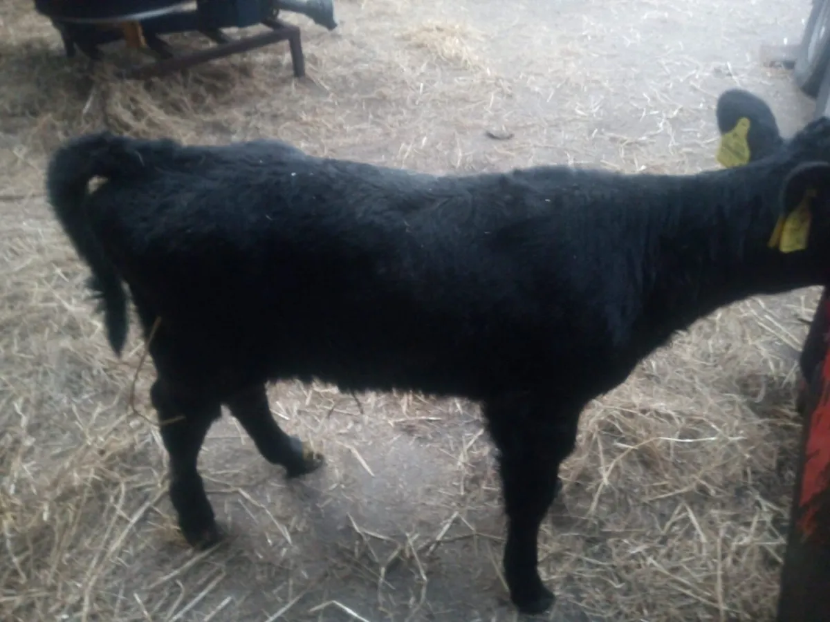 Limousin heifer calf for sale - Image 4