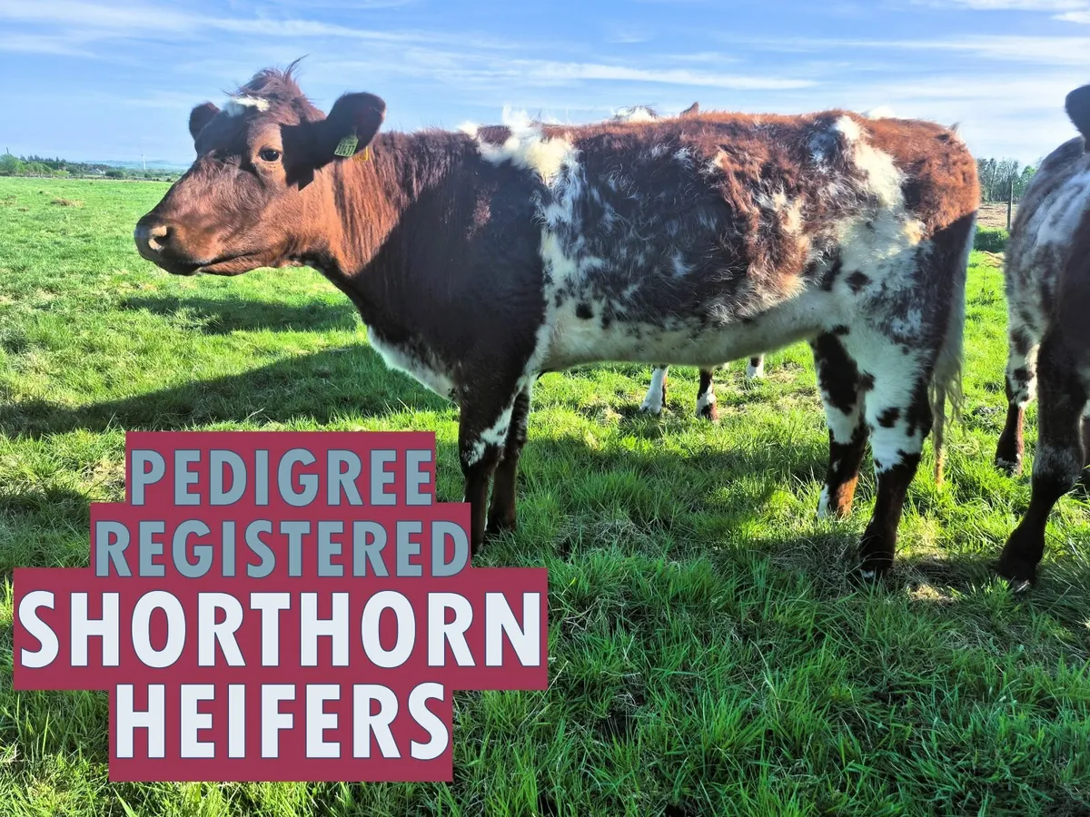 Selection of Purebred Registered Shorthorn Heifers - Image 1