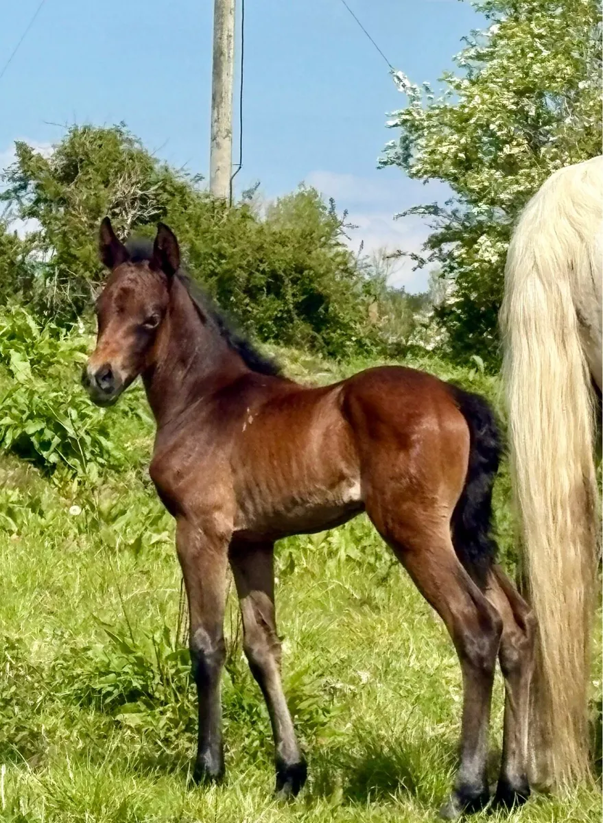 CONNEMARA MARE WITH FOAL AT FOOT - Image 1