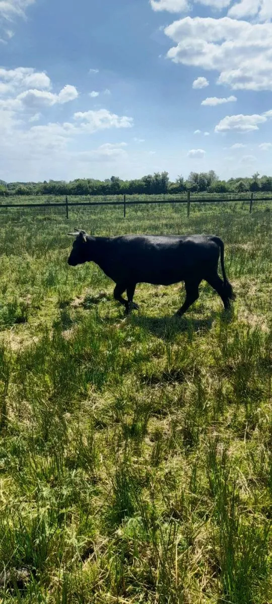 Dexter heifer cows - Image 1