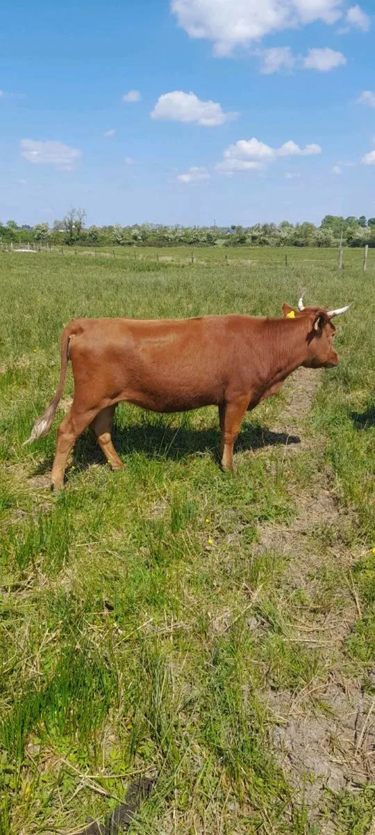 Dexter heifer cows - Image 2
