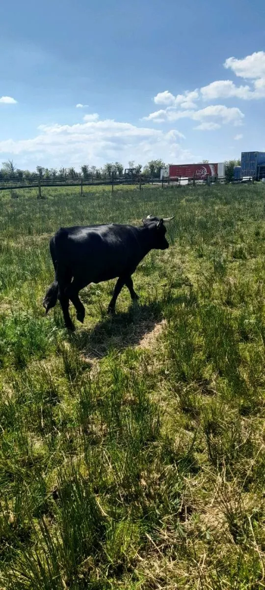 Dexter heifer cows - Image 3