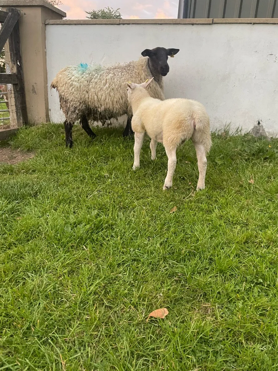 Ewe lamb - Image 1