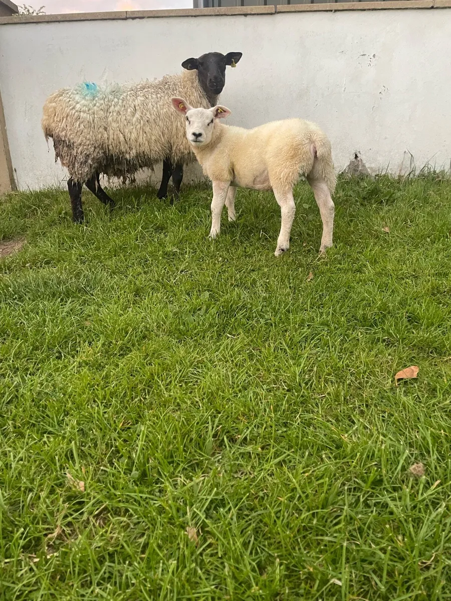 Ewe lamb - Image 2