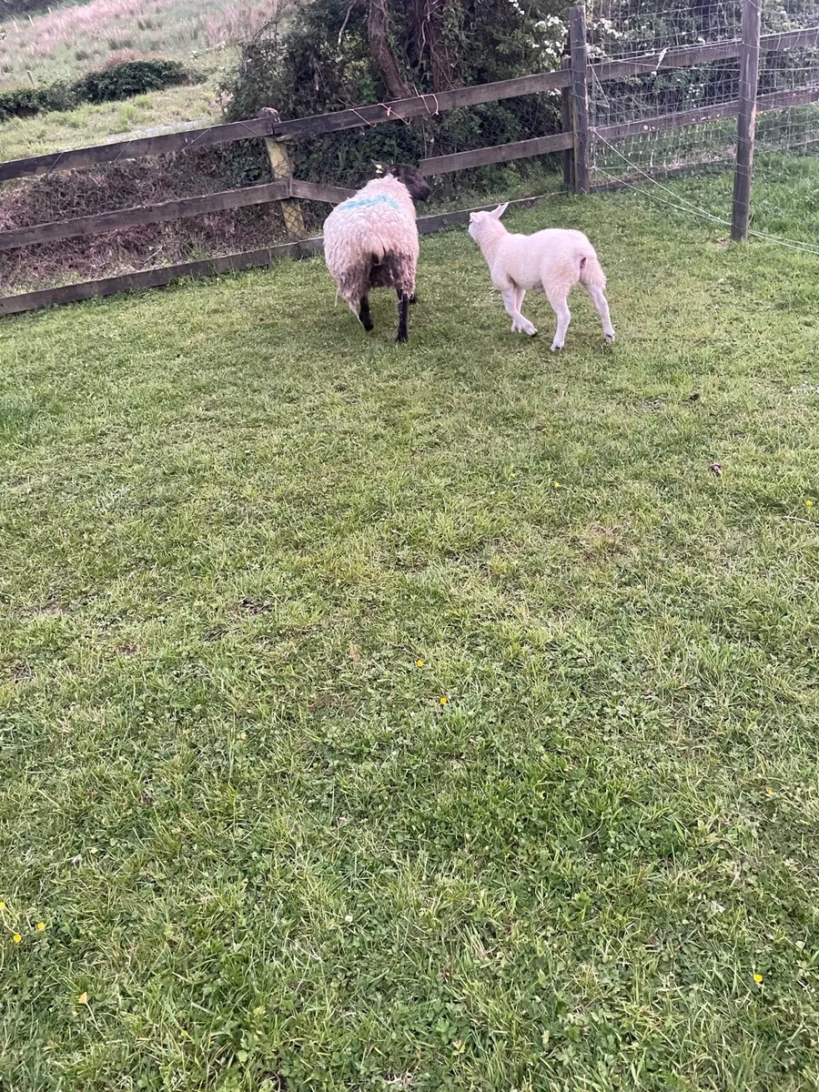 Ewe lamb - Image 3