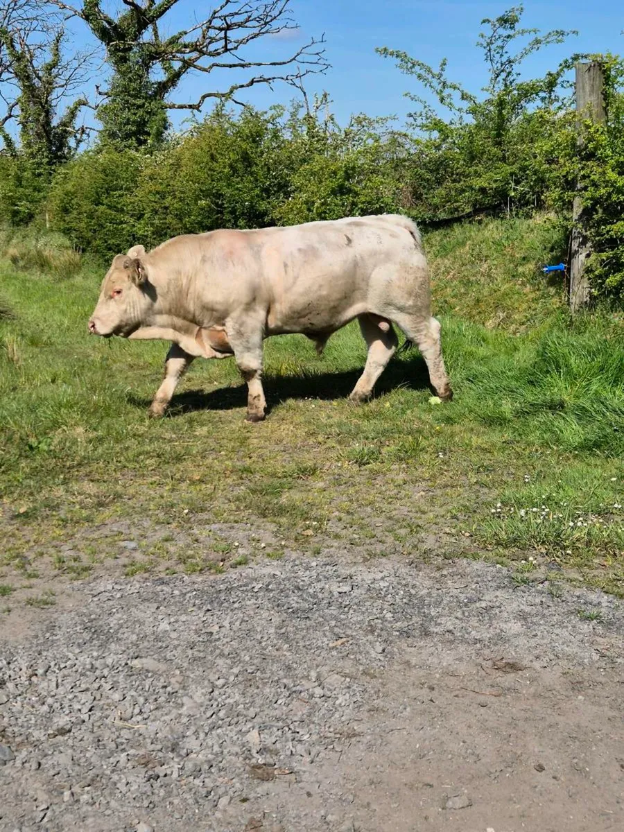 Pedigree registered charolais bulls - Image 1