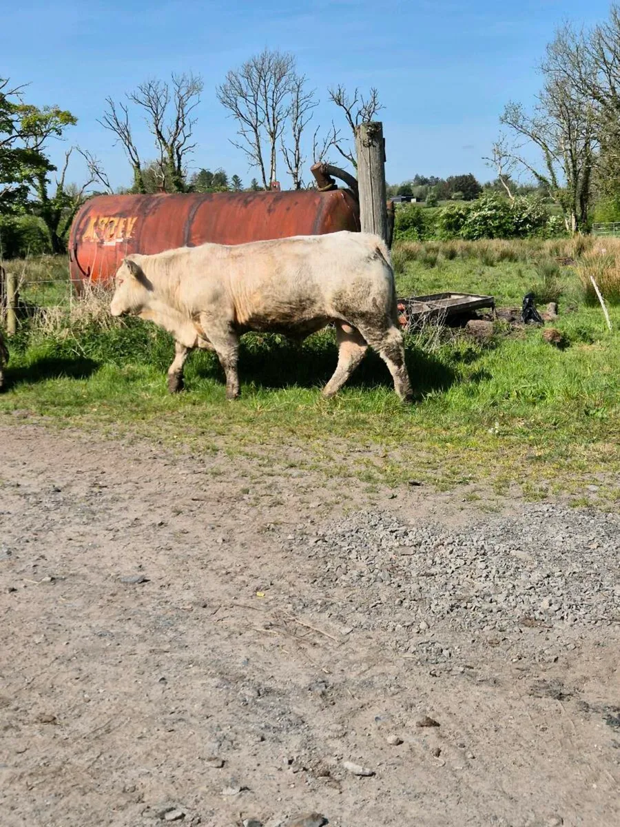 Pedigree registered charolais bulls - Image 2