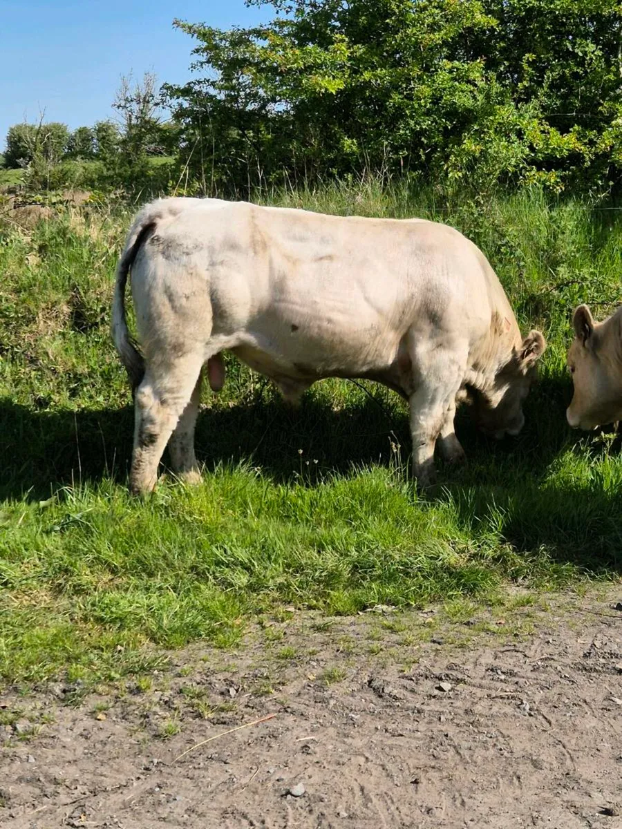 Pedigree registered charolais bulls - Image 3