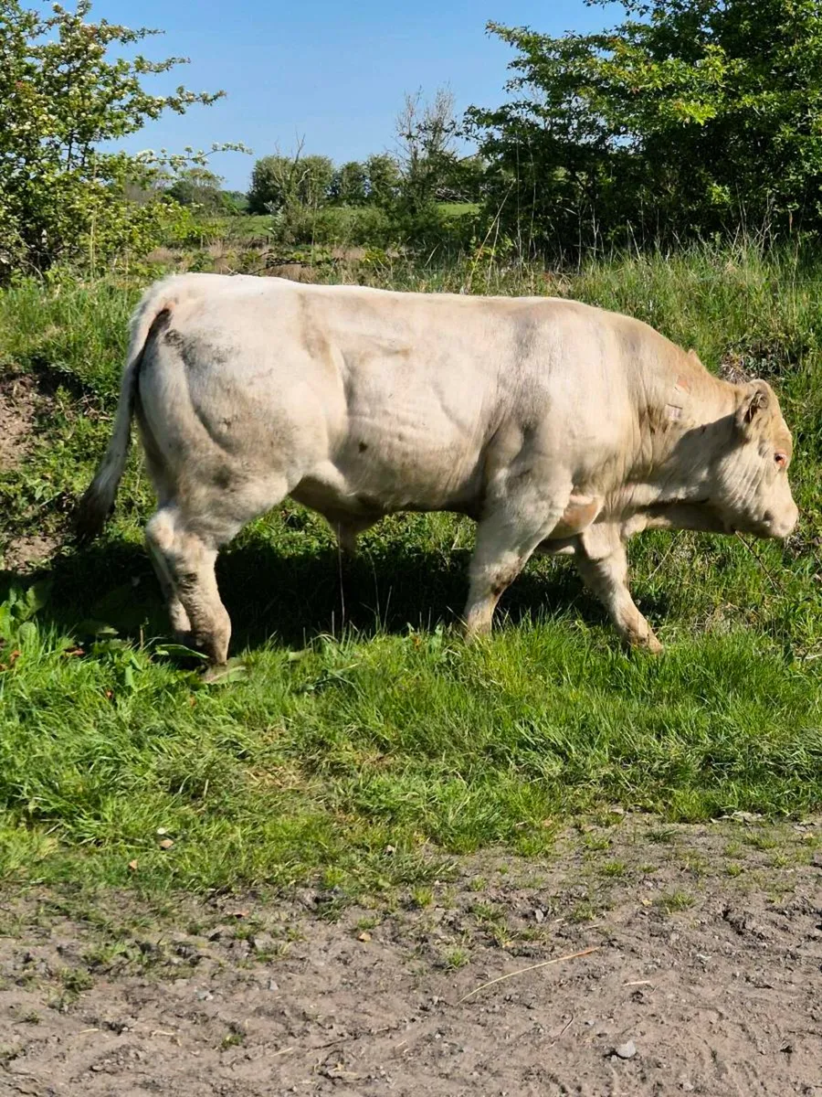 Pedigree registered charolais bulls - Image 4