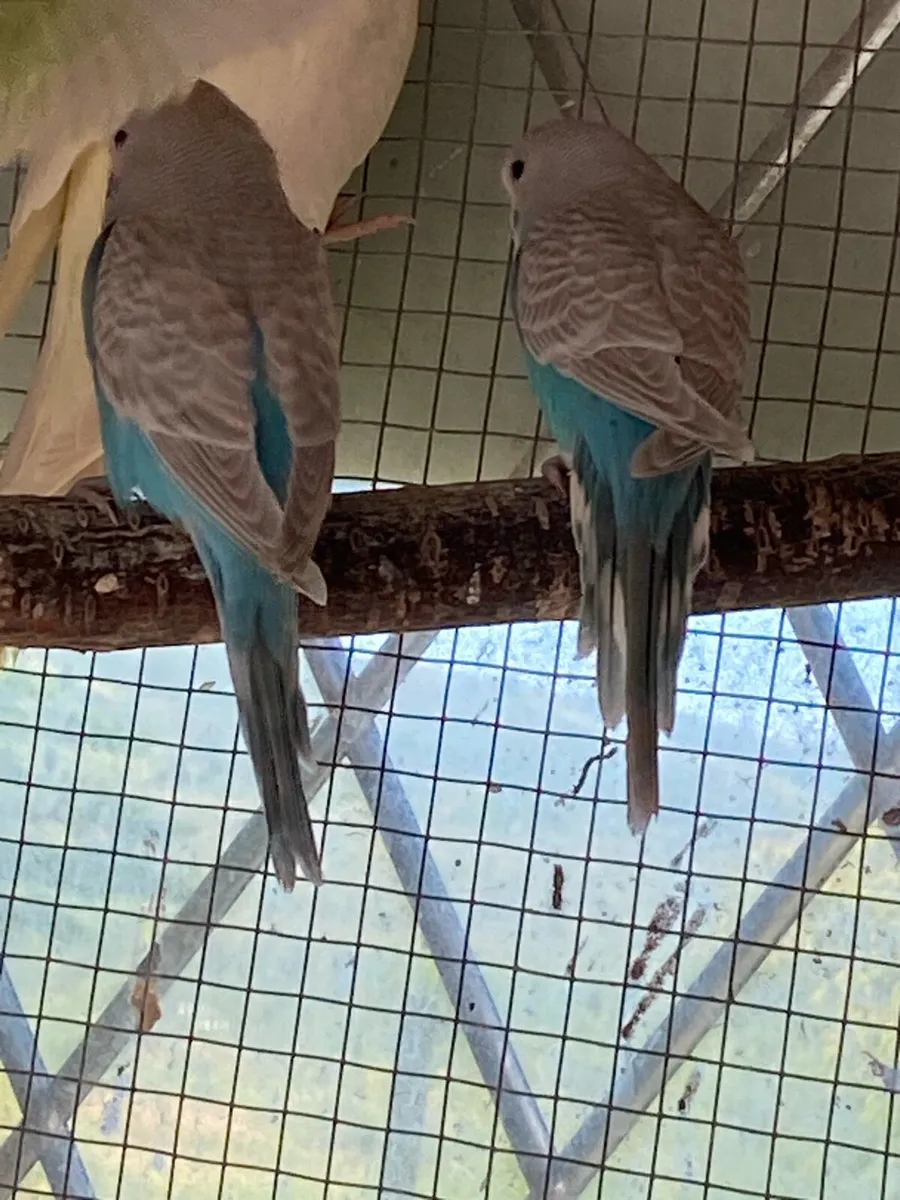 Beautiful baby budgies for Sale - Image 1