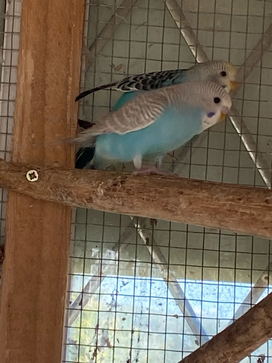 Beautiful baby budgies for Sale - Image 2