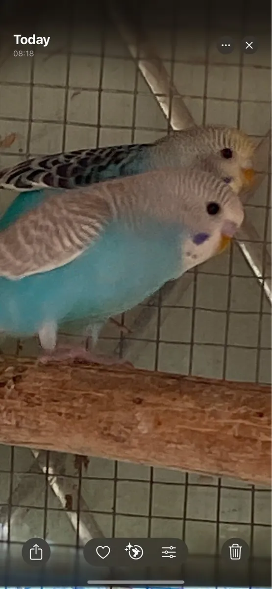 Beautiful baby budgies for Sale - Image 3