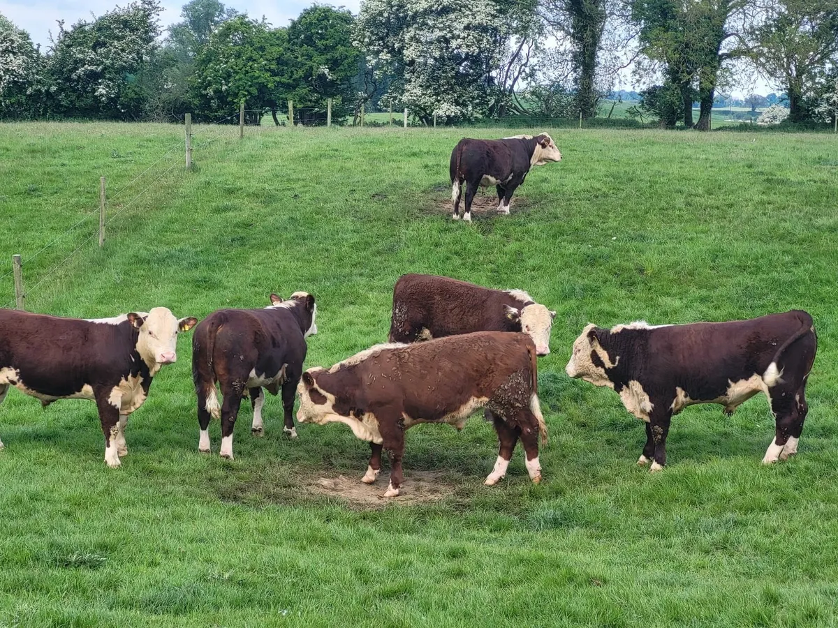 Livestock - Image 2