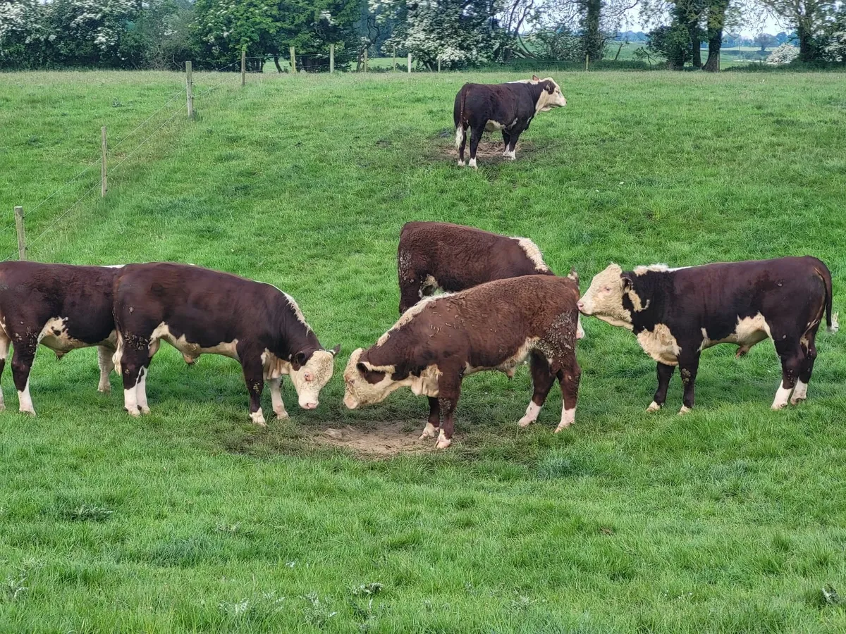 Livestock - Image 3