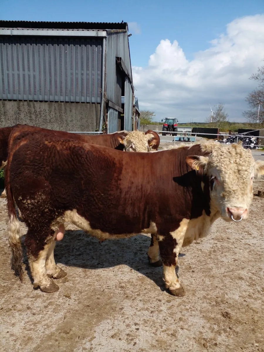 Hereford Bulls - Image 1