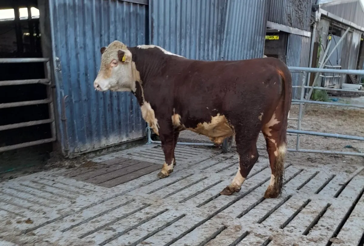 Hereford Bulls - Image 3