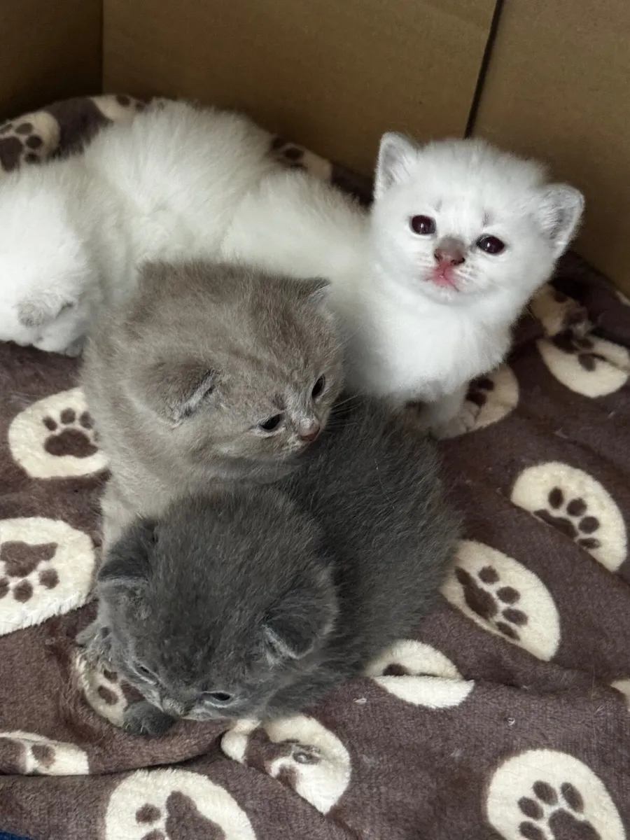 British Shorthair Kittens - Image 3