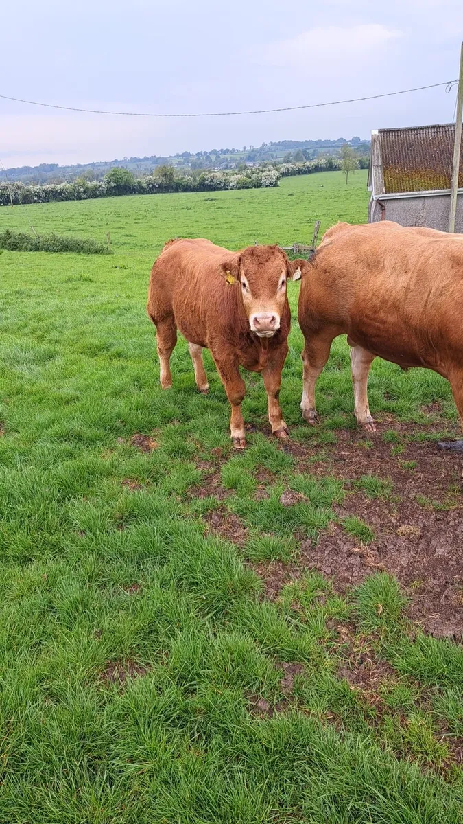Pedigree limousin bull - Image 3