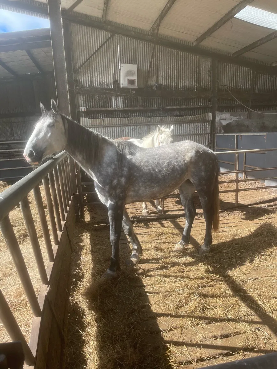6years 16.2 unsound mare - Image 1