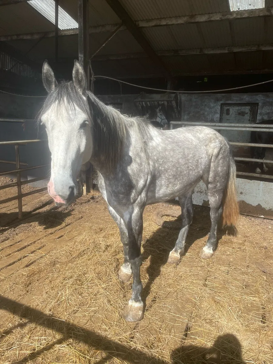 6years 16.2 unsound mare - Image 2