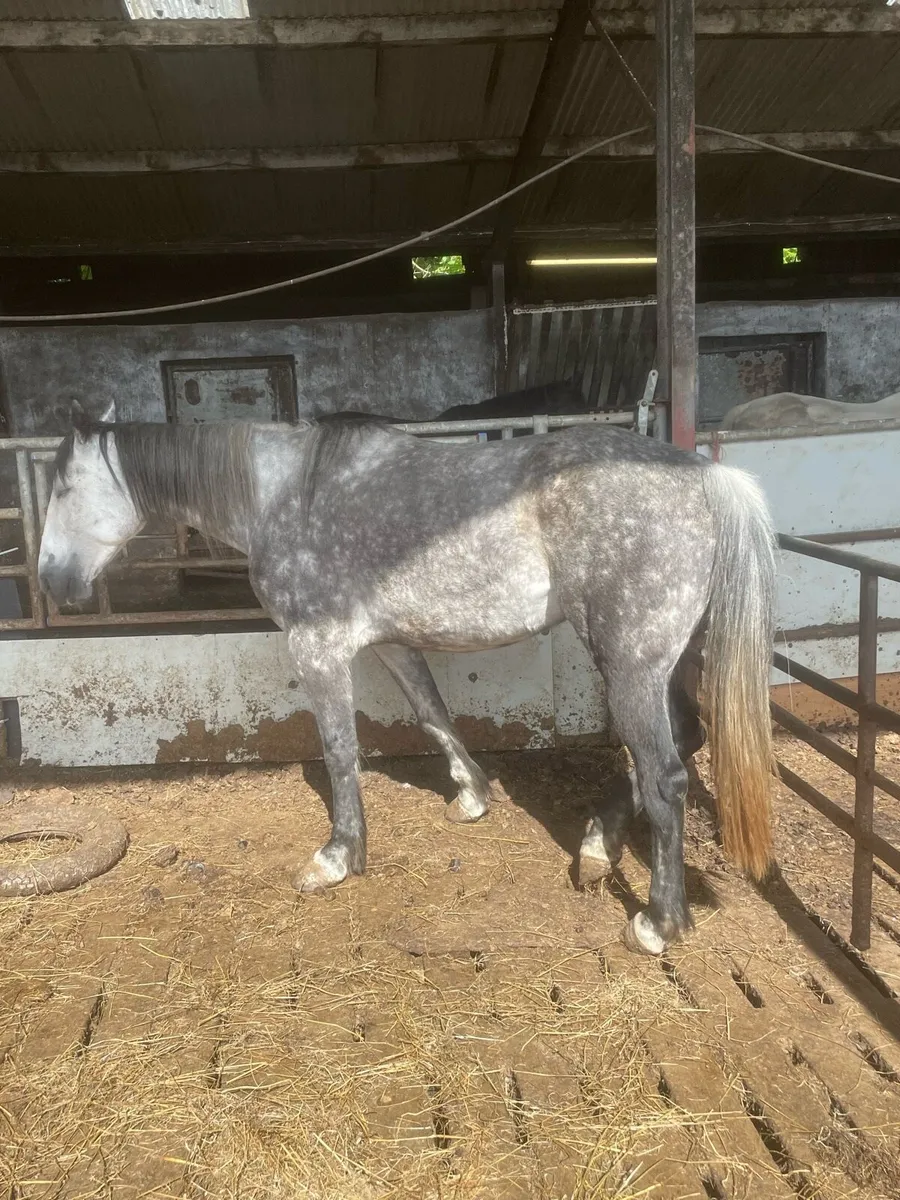 6years 16.2 unsound mare - Image 3