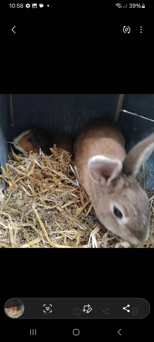 Rabbit - Image 3