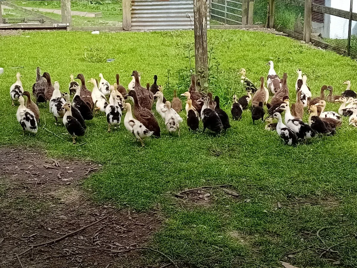 Ducklings - Image 2