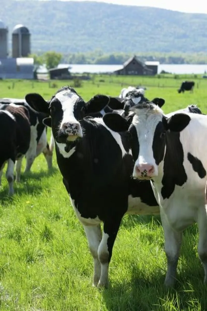 Relief milker - Image 1